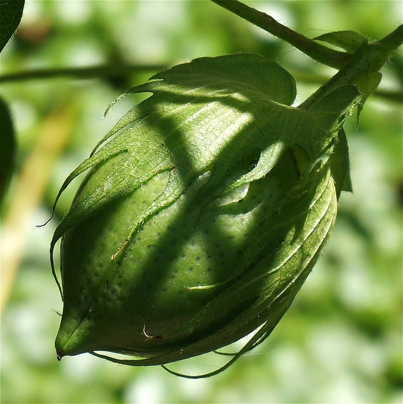 Sustainable Textiles